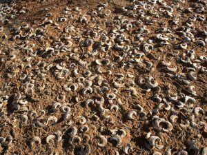 دانه های Vachellia erioloba که بر روی زمین دراز کشیده اند ، در میان غلافهایشان پراکنده شده اند ، Sossusvlei ، Namib صحرا ، نامیبیا