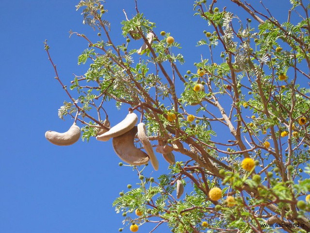 Kameldornbaum ، Blüten und Samen ، Sossusvlei ، نامیبیا