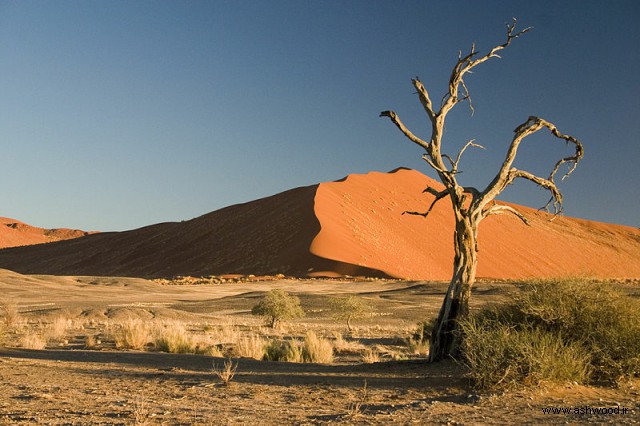 درخت Vachellia erioloba در صحرای نامیب