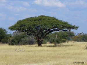 یک درخت خار شتر با لانه های Sparrow-Weaver در نزدیکی مرز بوتسوانان در روستای Tshelanyemba در جنوب غربی زیمبابوه .
