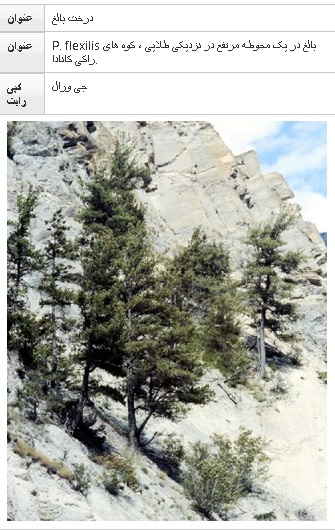 فلکسلیس Pinus  (کاج کمربند)