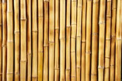 چوب بامبو