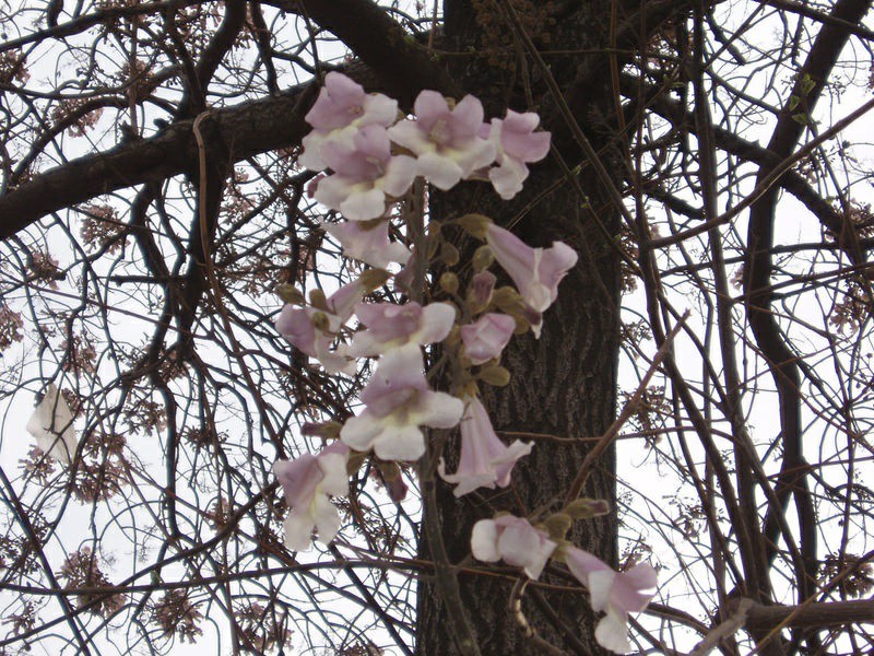پالونیا , ساقه گل و پوست درخت پالونیا