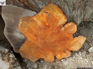 کنده درخت چوب توسکا , تخته جنگلی مناسب میز , اسلب چوب