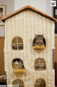 ایده خانه ای برای سگ و گربه خانگی