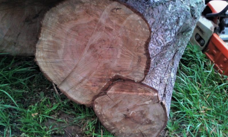 چوب درخت آلو 