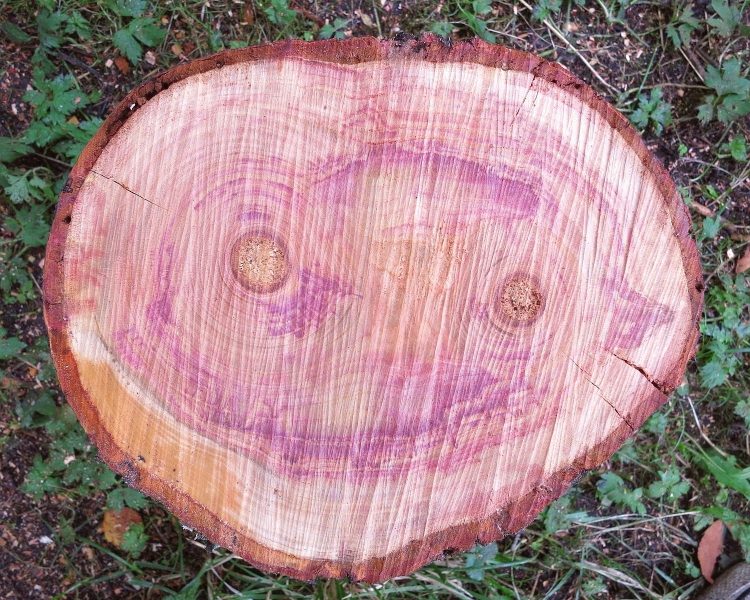 چوب درخت آلو 