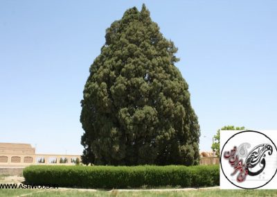 Cypress of Abarqu - سرو ابرکوه