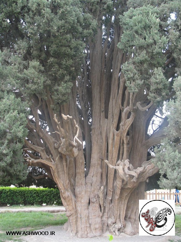 Cypress of Abarqu - سرو ابرکوه