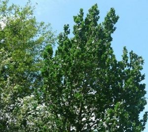 عکس درخت نارون چوب ملچ