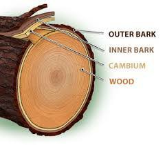 کامبیوم چیست , انواع چوب