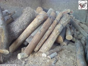 بهترین تنه های چوب و ریشه برای دکوراسیون خاص و ماندگار