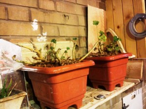 Geranium pots traditional decoration