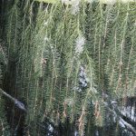 آبجو صنوبر Picea breweriana درخت در خط الراس بالا خرس دریاچه، در رشته کوههای سیسکیو ، شمال غرب کالیفرنیا.