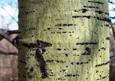 درباره درخت صنوبر , تبریزی , چوب سپیدار