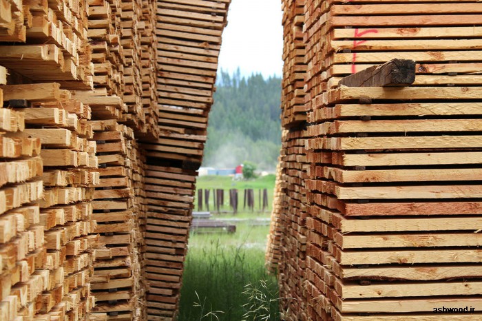 انواع تخته کاج روسی ، فروشنده چوب چهار تراش کاج نراد روسیه 