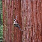 چوب ردوود (redwood) مناسب کفپوش و دکوراسیون خارجی