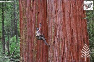 چوب ردوود (redwood) مناسب کفپوش و دکوراسیون خارجی