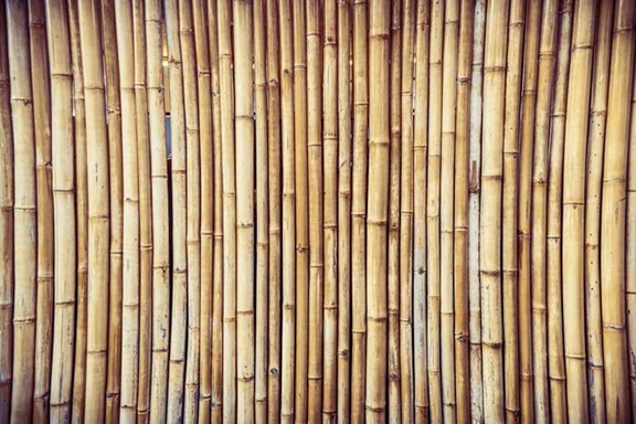 چوب بامبو