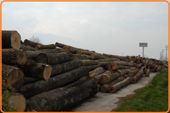 تنه و کنده درختان آماده جهت استفاده در صنعت بزرگ چوب