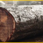 تنه و کنده درختان آماده جهت استفاده در صنعت بزرگ چوب
