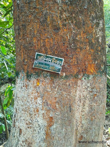 درخت ایروکو چوب ساج افریقایی
