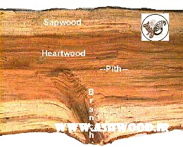 انواع چوب مناسب کفپوش و پارکت , چوب افریقایی , چوب درختان پهن برگ