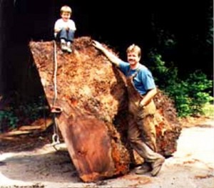 هنر چوبی در زمینه کار با تنه درختان بزرگ برای دکوراسیون چوبی