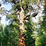 درخت و جنگل در صنایع چوب
