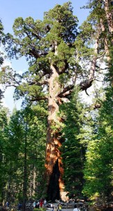 درخت و جنگل در صنایع چوب