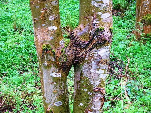 چوب اش ، چوب درخت ون یا زبان گنجشک ash wood