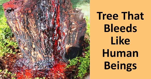 درخت خون اژدها ، درخت خون سیاوشان