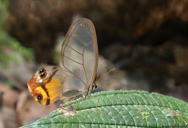 روح کهربایی پروانه‌ای که در برزیل زندگی می‌کند.