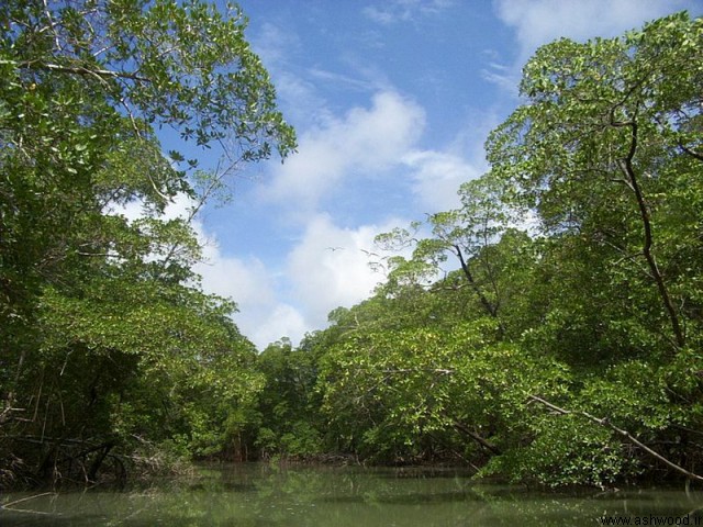 جنگل‌های بارانی آمازون یکی از ثروتمندترین نواحی دنیا از نظر منابع طبیعی