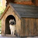 خانه سگ , کلبه چوبی , خانه حیوانات