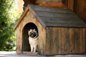 خانه سگ , کلبه چوبی , خانه حیوانات