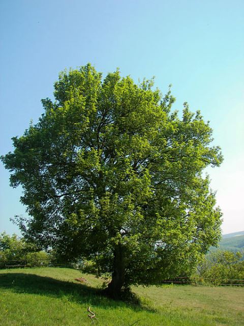درخت افرا با چوبی بسیار عالی برای درودگری