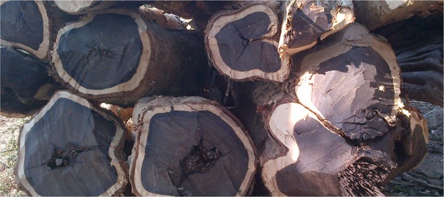 درخت آبنوس, چوب آبنوس افریقایی , گرانترین چوب جهان