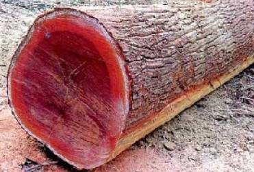 چوب ردوود برزیلی
