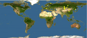 محل رویش کاج سیبری روی نقشه جهان