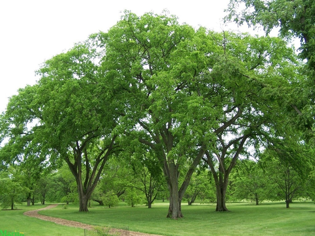 چوب ملچ- درخت ملچ آمریکایی
