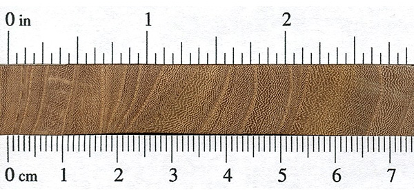 چوب ملچ بالدار , نام علمی چوب ملچ , چوب نارون آمریکا