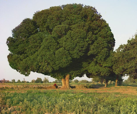 دانستنی هایی راجع به درخت و چوب نارون -  گونه های مختلف درخت نارون در طبیعت