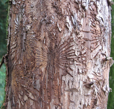 دانستنی هایی راجع به درخت و چوب نارون -  بیماری آسیب زننده به چوب درخت نارون