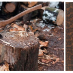 سخت ترین و محکم ترین چوب های جهان , گران قیمت ترین چوب ها