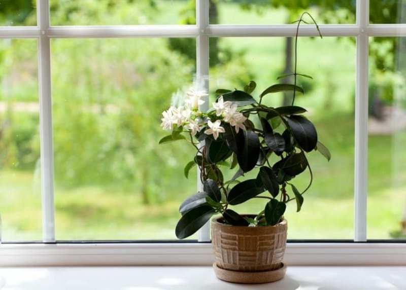 هوای منزلتان را با این گیاهان تصفیه کنید