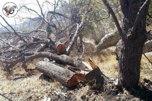 چوب بلوط , درخت بلوط ایرانی و حفظ محیط زیست