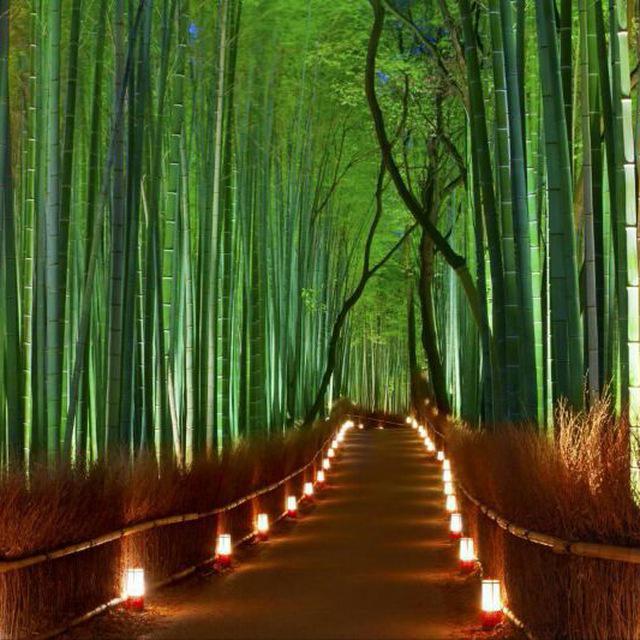 جنگل بامبو با دکوراسیون و نورپردازی بسیار زیبا