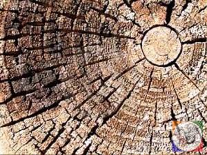 چوب کاج چوب درخت کاج ، tree Pine wood