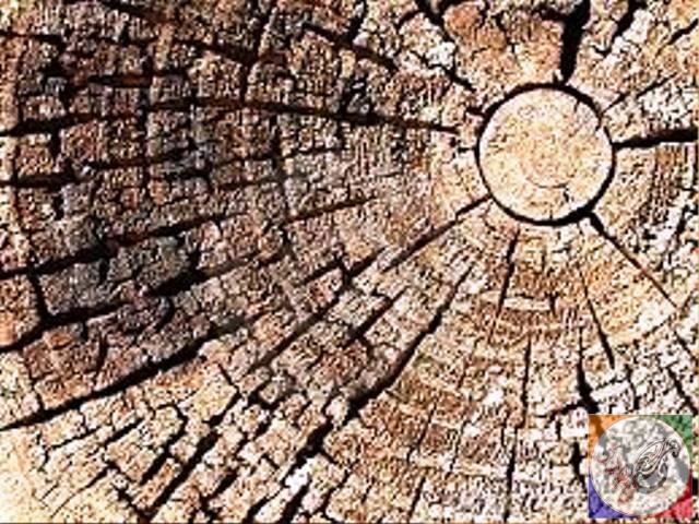 چوب کاج چوب درخت کاج ، tree Pine wood